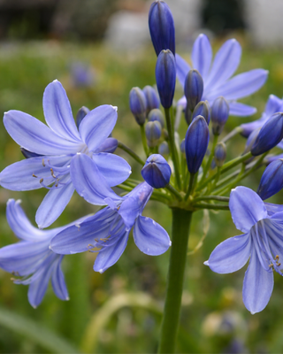 AGAPANTHUS LYN VALLEY