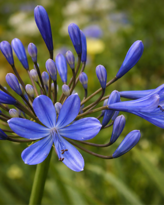 AGAPANTHUS MAGNIFICO