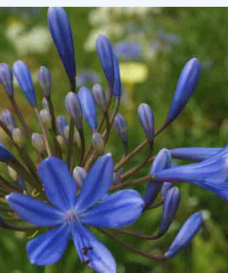 Agapanthus Magnifico