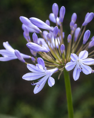 AGAPANTHUS MARCUS