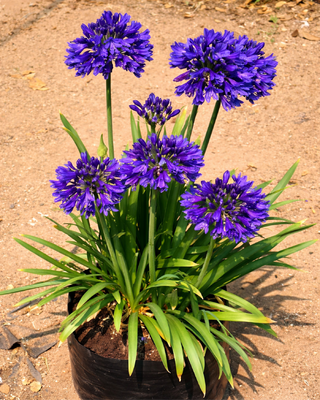 AGAPANTHUS MARIETTE
