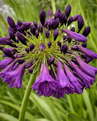 AGAPANTHUS MEDUSA