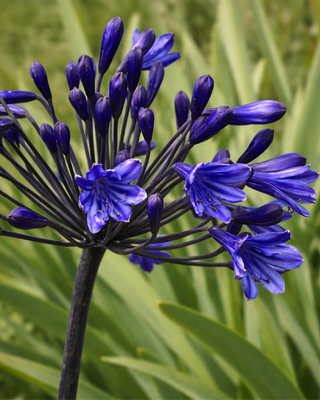 AGAPANTHUS MEIBONT