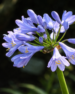 AGAPANTHUS MONIQUE