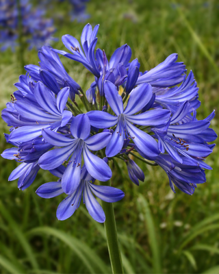 AGAPANTHUS MOONLIGHT STAR