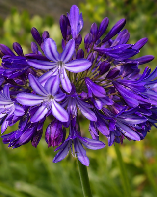 AGAPANTHUS NORTHERN LIGHTS