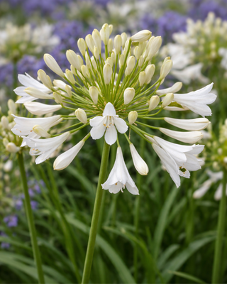 AGAPANTHUS POLAR ICE