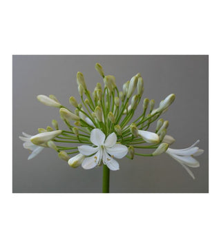 Agapanthus Polar Ice