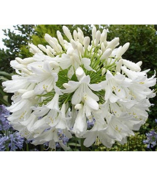 Agapanthus Polar Ice