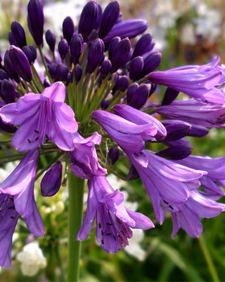 AGAPANTHUS POPPIN PURPLE