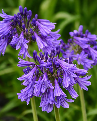 AGAPANTHUS PURPLE CLOUD