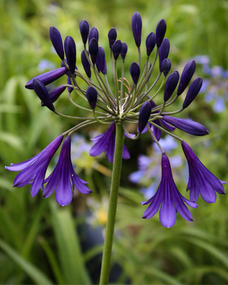 AGAPANTHUS PURPLE FOUNTAIN