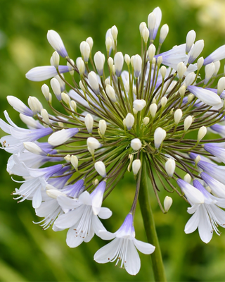 AGAPANTHUS QUEEN MUM