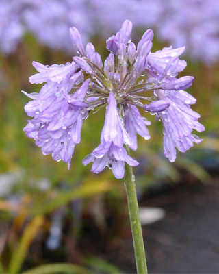 AGAPANTHUS RHONE