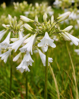 AGAPANTHUS SEA CORAL