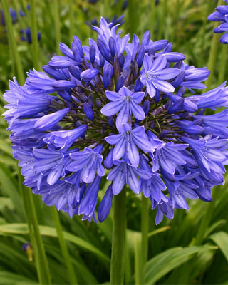 AGAPANTHUS SILVYNE