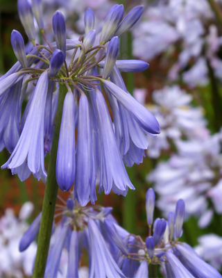AGAPANTHUS SKY