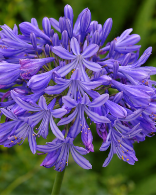 AGAPANTHUS TORNADO