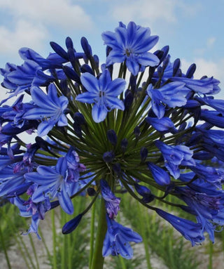 Agapanthus Amsterdam