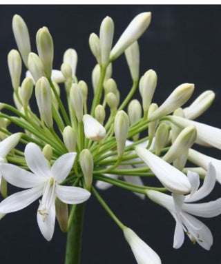 Agapanthus Arosa