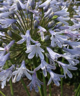Agapanthus Avignon