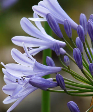Agapanthus Almere