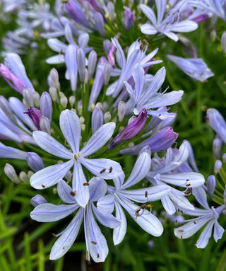 Agapanthus Barley Blue