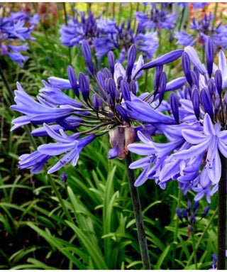 Agapanthus Blue Meoni
