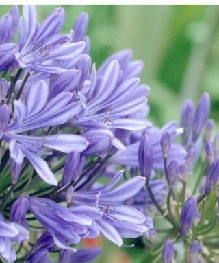 Agapanthus Blue Storm