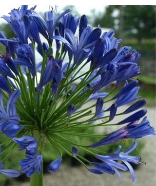 Agapanthus Celebration