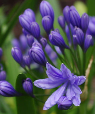 Agapanthus Flore Pleno