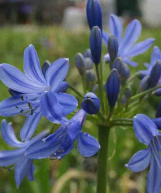 Agapanthus Lyn Valley