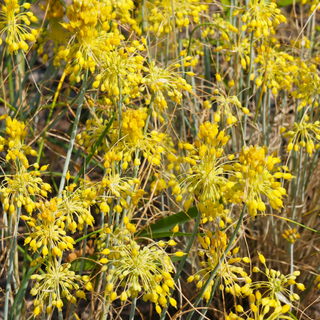 Aglio giallo