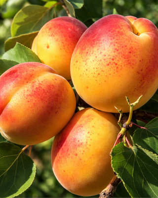 PIANTA DI ALBICOCCA BELLA VENOSTA “PRUNUS ARMENIACA”