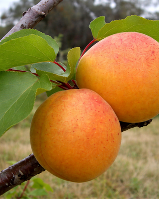 PIANTA DI ALBICOCCA LUIZET “PRUNUS ARMENIACA”