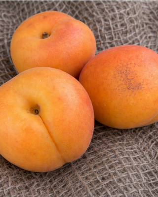 PIANTA DI ALBICOCCA REALE DI IMOLA “PRUNUS ARMENIACA”