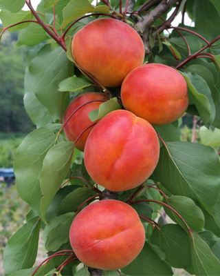 PIANTA DI ALBICOCCA SAN FRANCESCO “PRUNUS ARMENIACA”