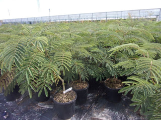 Albizia julibrissin Ombrella-Acacia di Costantinopoli