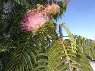Albizia julibrissin Ombrella-Acacia di Costantinopoli