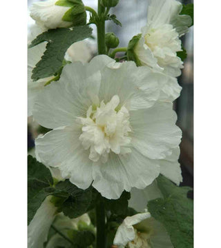 Alcea Doppia Spring Celebrities Bianca