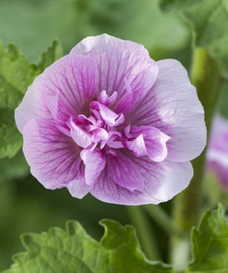 Alcea Suffrutescens Parkrondel (X Alcaltaea)