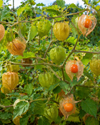 PIANTA DI ALKEKENGI PERUVIANO "ALKEKENGI PHYSALIS PERUVIANA"