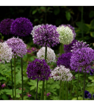 Allium A Fiore Grande In Miscuglio