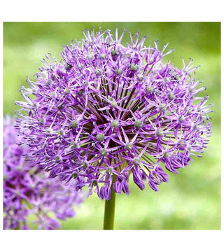 Allium Aflatunense