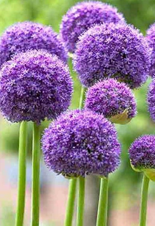 Allium Altissimum Goliath novità