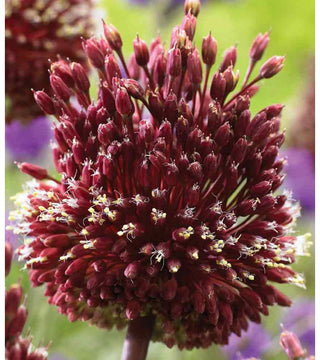 Allium Amethystinus Red Mohican