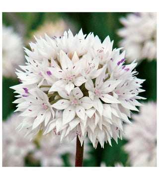 Allium Amplectens Graceful Beauty Novità