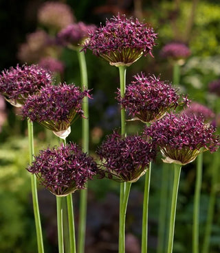 Allium Atropurpureum