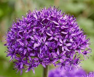 Allium Chicago Novità