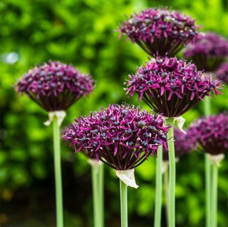 Allium Magic Novità